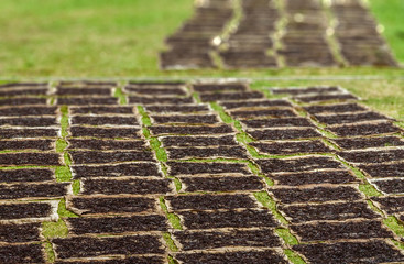 Drying vanilla