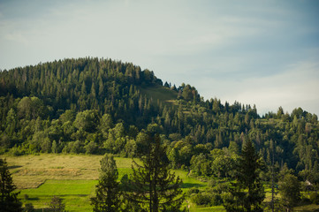 Landscape of coniferous forests in the mountains