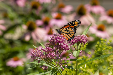 Obraz premium Monarch Butterfly