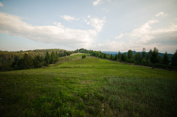 Landscape of coniferous forests in the mountains