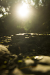 Lever de soleil doré sur rocher et végétation en forêt paisible
