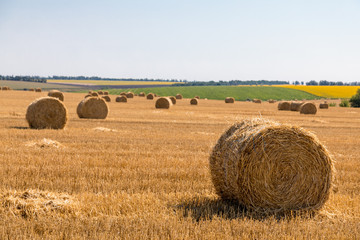 Fototapeta premium a stack of hay. Haystacks.Farming