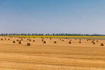Fototapeta premium a stack of hay. Haystacks.Farming