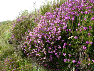 Obraz premium Bell Heather and Ling