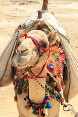 Camels