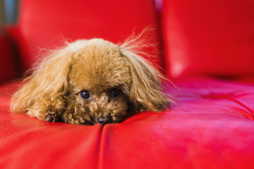 Toy poodle lies on the red couch
