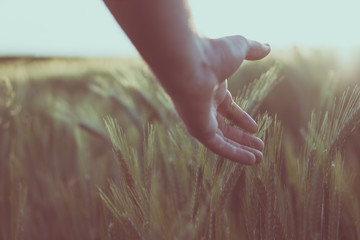 Hand streicht über Getreide Ähren