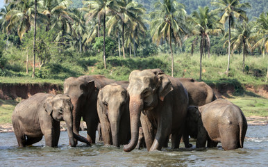 Sri Lankan Asian Elephants  - 165613874