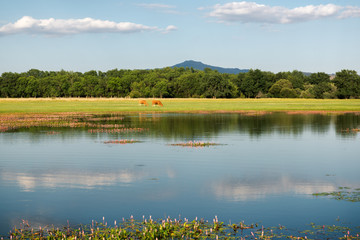 Landscape with lake and pasture in Manzanares del Real, Madrid. Spain