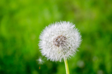 Dandelion after the rain
