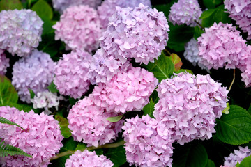 Pink inflorescences of a hydrangea (Hydrangea L.) close up