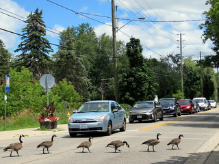  Thornhill canadian geese cross the street © emkaplin