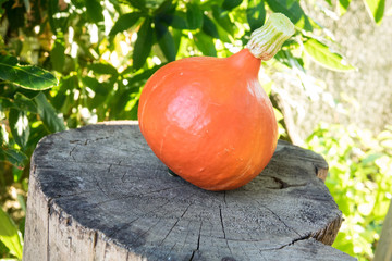 Bellissima zucca arancione ,coltivata nell'orto buona da mangiare bio