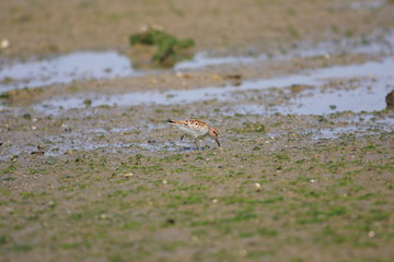 Broad-billed Sandpiper (Limicola falcinellus) in Japan