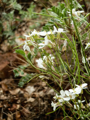 White flower growing between rocksof turkish mountains
