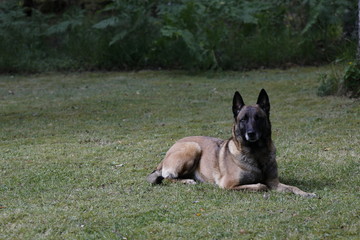 my dog