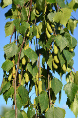 Obraz premium Opadająca brzoza (brodawkowata) (Betula pendula Roth). Gałęzie z zielonymi kolczykami