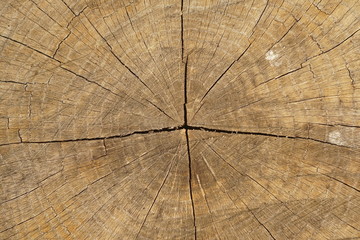 Wood texture of cut tree trunk, close-up 