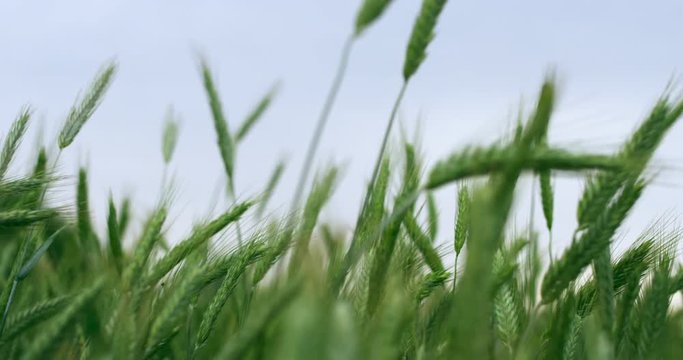 A field of green wheat