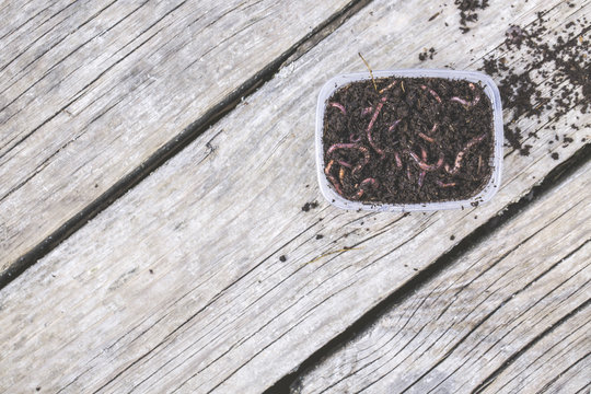 Red worms Dendrobena in a box in manure, earthworm live bait for fishing on wooden surface, Fishing concept.