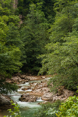 pure mountain stream in a narrow canyon among the bushes and trees