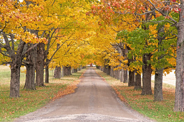 a long driveway with green, red and yellow autumn trees lining the road