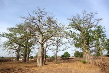 Papier Peint photo Baobab African landscape - huge baobab trees