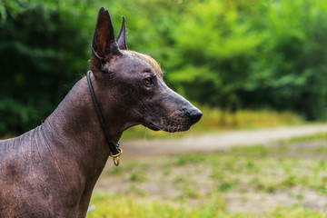 Close up portrait Mexican hairless dog (xoloitzcuintle, Xolo) on a background of green grass  in the park