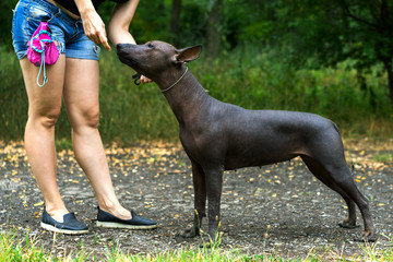 woman gives a command to her Mexican Hairless Dog. Dog training.
