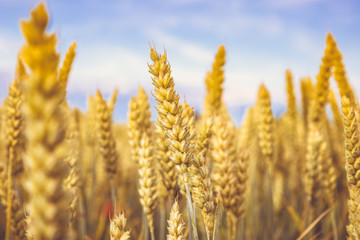 Golden wheat ripe in the field. Wheat stalk and grain close p, selective focus soft shades of yellow and orange background. Summer harvest concept for food growing crops health nutrition agriculture. 