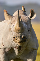 Beautiful black rhino portrait © lucaar