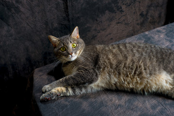 grey cat feline lying on table 