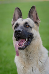 German Shepherd Dog, Eastern European Shepherd Dog in the Park