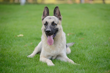 German Shepherd Dog, Eastern European Shepherd Dog in the Park