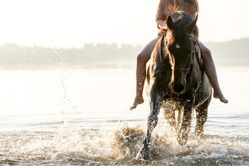 Pferd spielt im See