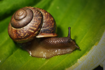 Garden snail on a green leaf. Natural green background. Macro photo 