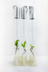 Microplants of cloned oak (Quercus Robur L) in test tubes with nutrient medium using micropropagation technology in vitro