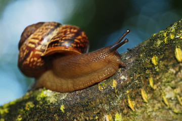 Garden snail on a green leaf. Natural green background. Macro photo 