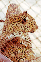 Naklejka na ściany i meble Profile Portrait of a Leopard Pair in love