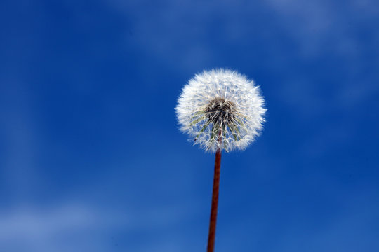 Fototapeta Schöne Pusteblume