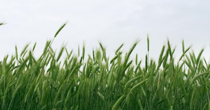 A field of green wheat