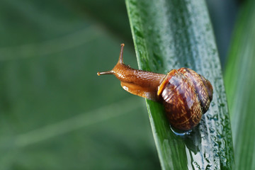 Garden snail on a green leaf. Natural green background. Macro photo 