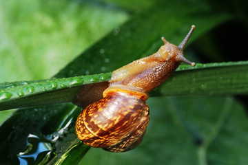 Garden snail on a green leaf. Natural green background. Macro photo 