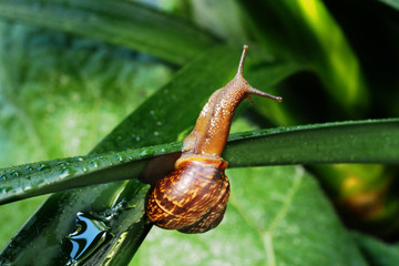 Garden snail on a green leaf. Natural green background. Macro photo 