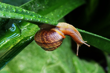 Garden snail on a green leaf. Natural green background. Macro photo 