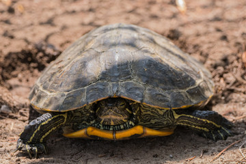 turtle retreats into its shell