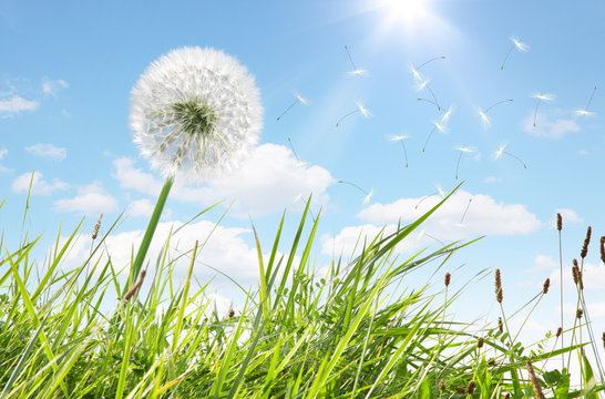 Fototapeta Schöne Pusteblume