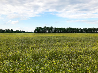Field of blooming buckwheat.