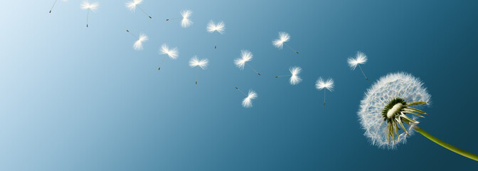 Schöne Pusteblume