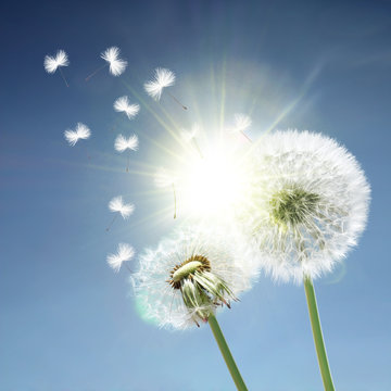 Fototapeta Schöne Pusteblumen